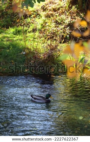 Mallard ducks in a river and colorful autumn leaves. Selective focus.