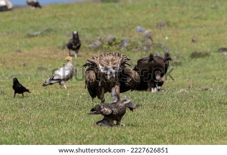 himalayan griffon vulture walking on green grass 