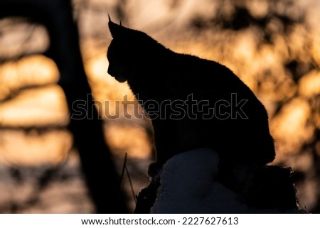 Silhouette of a lynx sitting in a forest with sunset in the background. Orange sunset with a wild lynx in the foreground