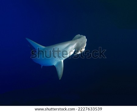A magnificent hammerhead shark swimming in the blue expanses of the deep sea