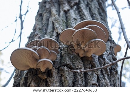 Huts of oyster mushrooms and  lamellar texture of mushrooms growing on the bark of a tree, view of the bottom