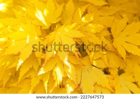 Bright yellow fresh beautiful decorative maple leaves close-up. Autumn background for your design. Beauty in the simple and natural. Selective focus, defocus