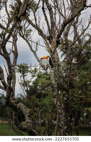 A toucan resting in the tree - Brazil