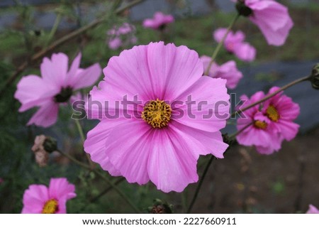 Autumn flowers bloom in wonderful colors and shapes.