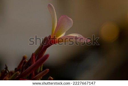 A Tropical yellow Champa or Magnolia lower with  blur background 