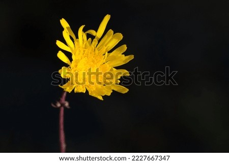 A Dandelion Warmed by the Autumn Sun is Surrounded by a Dark Background