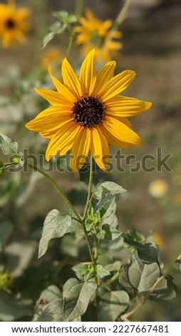 bright yellow sunflower closeup picture 
