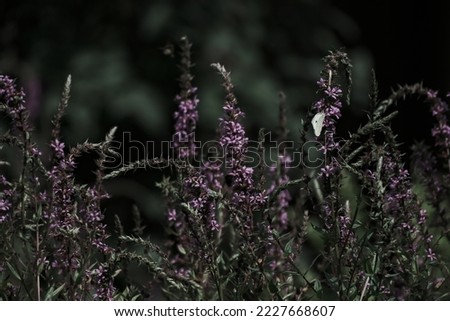 Lythrum salicaria, Purple Loosetrife on a bokeh background. Shallow depth of field