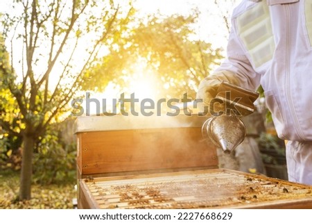 Beekeeper on an apiary, beekeeper is working with bees and beehives on the apiary, beekeeping or apiculture concept