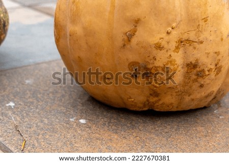 Glowing Halloween Pumpkin isolated on white background mexico, guadalajara
