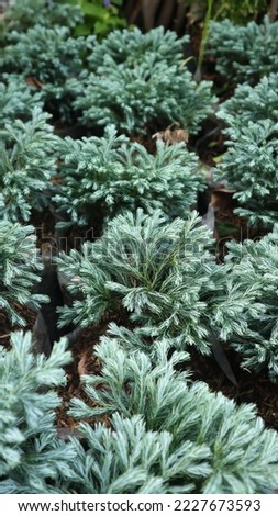 photo of an ornamental plant called silver spruce or
Casuarinaceae