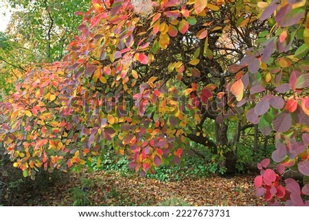 The autumn colours of the Cotinus coggygria, or smoke tree.  Royalty-Free Stock Photo #2227673731