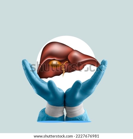 Model of human liver in doctor hands. Royalty-Free Stock Photo #2227676981