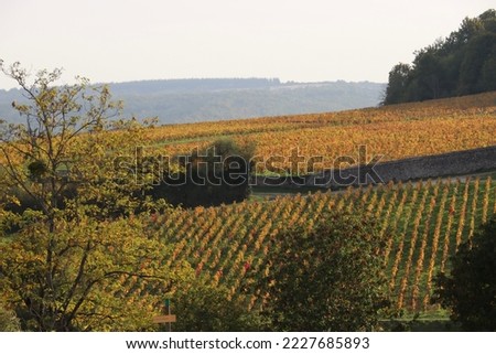 Autumn Colors on vineyards in Burgundy, France