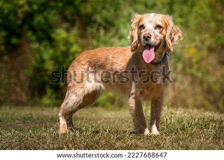Working Cocker Spaniel Lemon Roan standing with her tongue out in a field on a sunny day Royalty-Free Stock Photo #2227688647