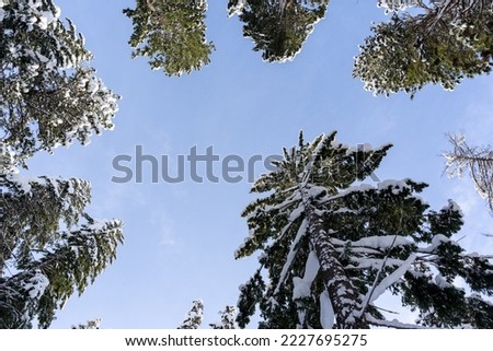 Looking Up at Snow-Covered Evergreen Trees Framing a Blue Sky