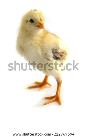 Little chickens - Stock Image
