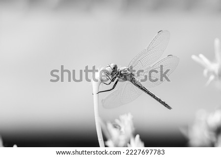 The vagrant darter (Sympetrum vulgatum) European dragonfly on plant in urban rooftop garden