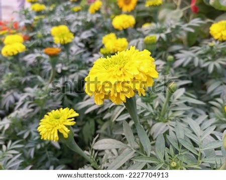 Marigold Flowers Blooming in a Garden on Green Background