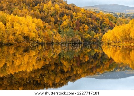 Forest Reflecting on lake  loch