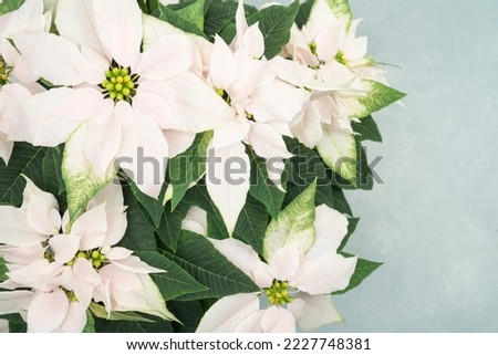 Beautiful fresh blush poinsettia flowers Royalty-Free Stock Photo #2227748381