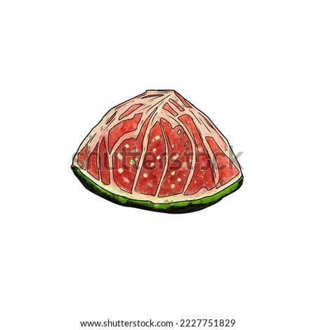 Watermelon illustration in oil painting. Isolated on white background. Elements for design. Drawing by hand.