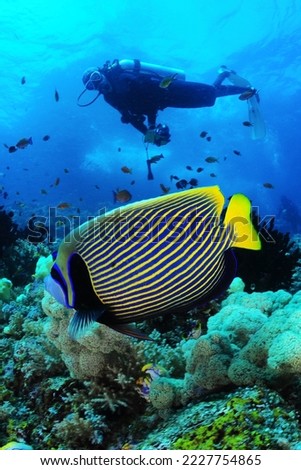 Emperor Angelfish and diver, Indonesia