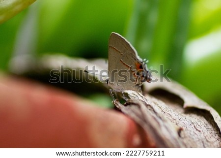 Grey butterfly on a leaf