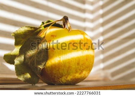 Rotten apple in sun. Rotting fruit. Diseases of apple fruit. Pest control..