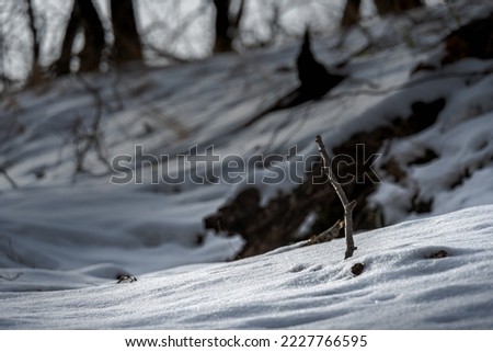 Sinter snow covered space in the forest 