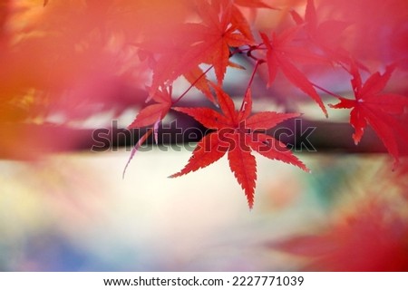 Beautiful red maple leaves in the garden, autumn leaves in Japan