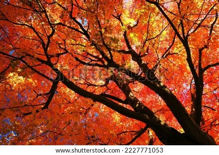 Beautiful red maple leaves in the garden, autumn leaves in Japan