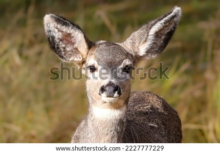 Portrait of an isolated juvenile mule deer with large ears.