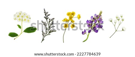 Set of small flowers of berberis, spirea, limonium, lupine and gypsophila isolated on white Royalty-Free Stock Photo #2227784639