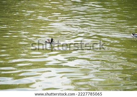 A duck swims in a city park pond.