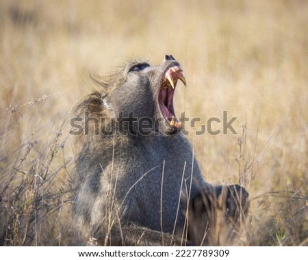 Baboon baring its huge teeth