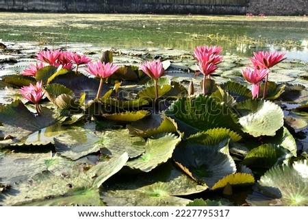 Beautiful lotus flower on the water in pond. selective focus.