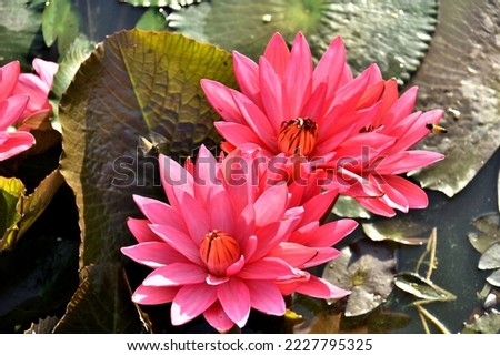 Beautiful lotus flower on the water in pond. selective focus.