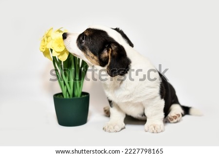 
cutest welsh corgi cardigan puppy with beautiful flowers daffodils