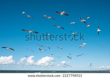 A flock of seagulls in flight looking for food. Baltic seagull. Gull hunting for fish.