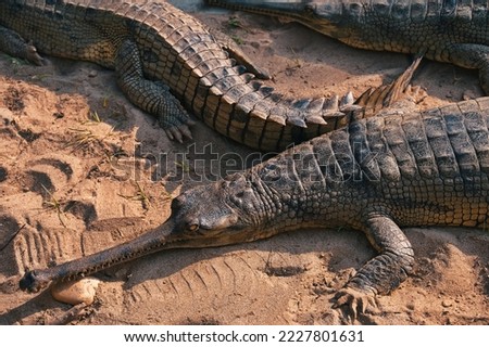Gharial crocodiles on the bank of the river in Chitwan National park, Nepal