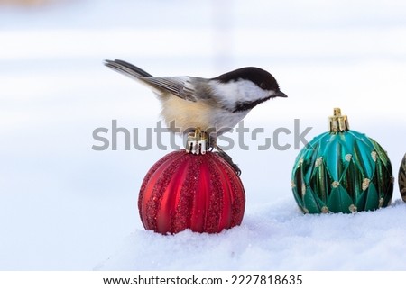 Black-capped chickadee is on the snow with colorful New year decorations (green, brown and red bulbs).