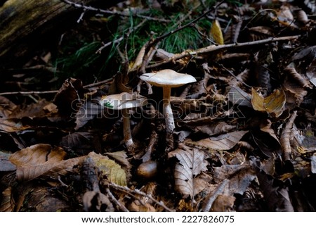 White umbrella mushrooms growing among fallen leaves in a deep beech forest