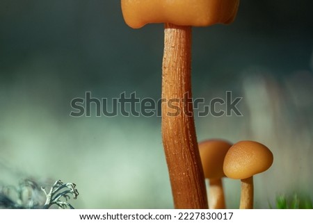 small mushroom close-up, mushroom family