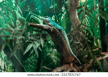 Knight Anole LAT. Anolis equestris is one of the species anolisov