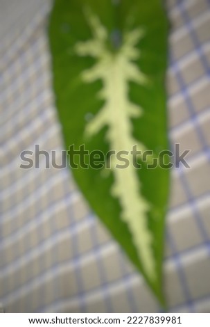 Abstract background of blurred picture of a leaf with green color and pattern on it
