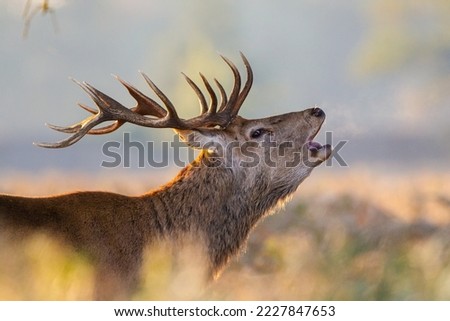 Red deer stag in the late autumn sun during the annual deer rut in London	 Royalty-Free Stock Photo #2227847653
