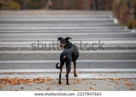 Black dog Doberman Pinscher on the blurred background of the stone stairs in autumn forest