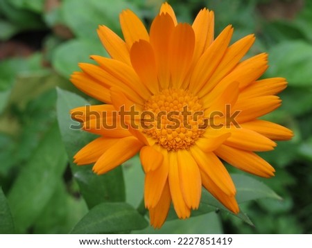 bright orange calendula flower taken close-up in the autumn garden on a cloudy day