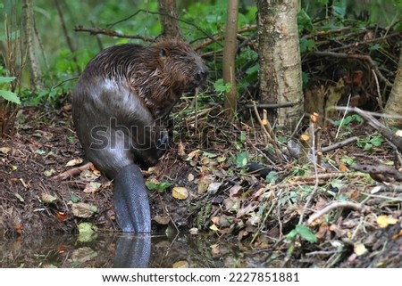 The Eurasian beaver Castor fiber or European beaver is a beaver species that was once widespread in Eurasia. Castoridae, Rodentia. Royalty-Free Stock Photo #2227851881